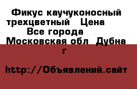 Фикус каучуконосный трехцветный › Цена ­ 500 - Все города  »    . Московская обл.,Дубна г.